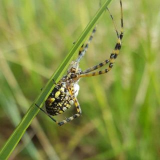 Garden Orb-web Spider