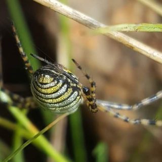 Garden Orb-web Spider