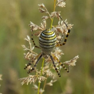 Garden Orb-web Spider