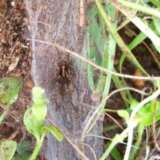 Funnel-web Wolf Spider - Funnel