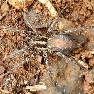 Funnel-web Wolf Spider
