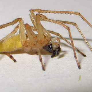 Long-legged Sack Spider