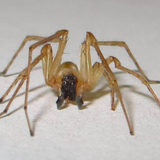 Long-legged Sack Spider