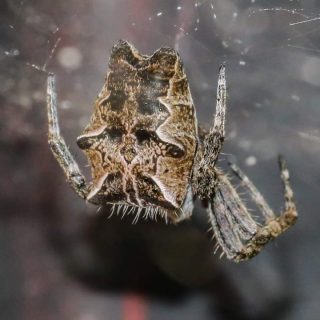 Tent-web Spider