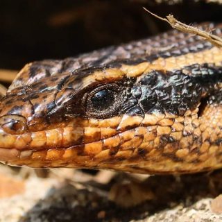 Spotted/Speckled Rock Skink