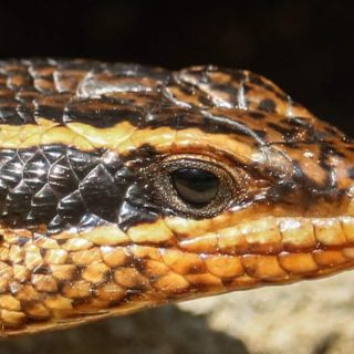 Spotted/Speckled Rock Skink