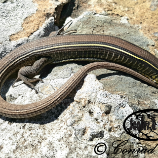 Yellow-throated Plated Lizard