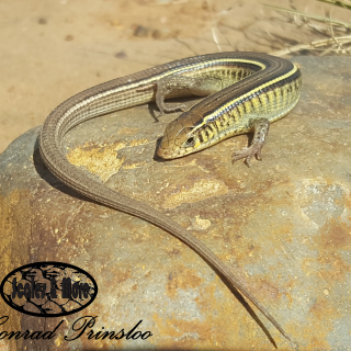 Yellow-throated Plated Lizard