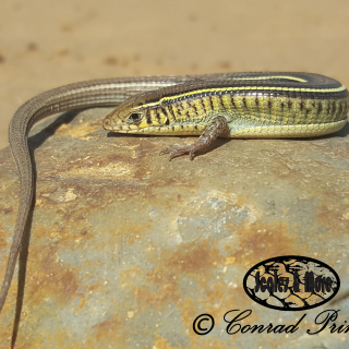 Yellow-throated Plated Lizard