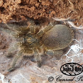 Highveld Lesser Baboon Spider