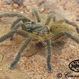 Highveld Lesser Baboon Spider