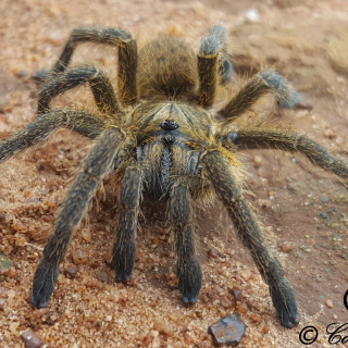 Highveld Lesser Baboon Spider
