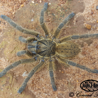 Highveld Lesser Baboon Spider