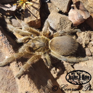 Highveld Lesser Baboon Spider