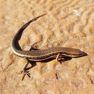 Variable Skink