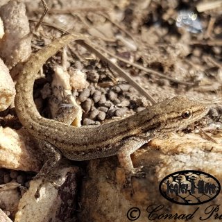 Common/Cape Dwarf Gecko