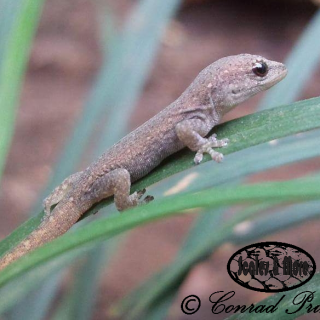 Common/Cape Dwarf Gecko