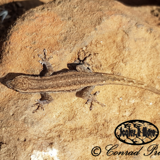 Common/Cape Dwarf Gecko