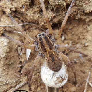 Wolf Spider - female with egg sack