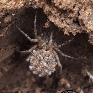 Wolf Spider - female spiderlings carried on her back