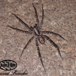 Wolf Spider