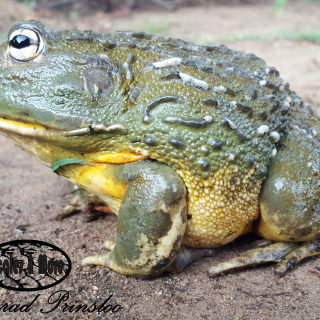 African Bullfrog