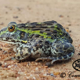 African Bullfrog - Juvenile