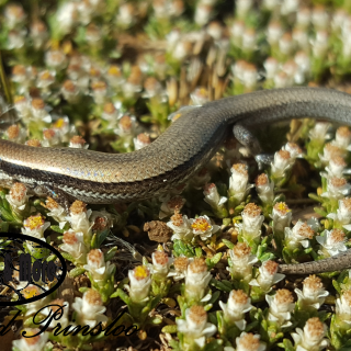 Wahlberg's Snake-eyed Skink