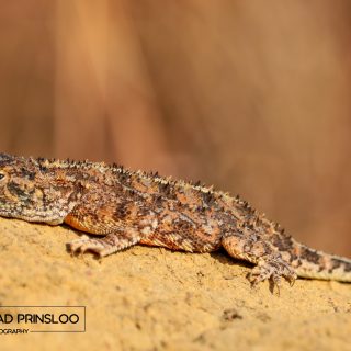 Eastern Ground Agama