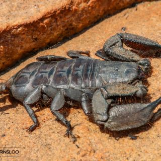 Gunning's Rock Scorpion - female