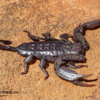 Gunning's Rock Scorpion - male