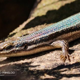 Variable Skink