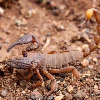 Pugnacious Burrowing Scorpion - Male