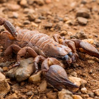 Pugnacious Burrowing Scorpion - Female