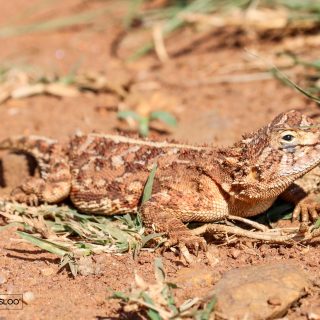 Eastern Ground Agama