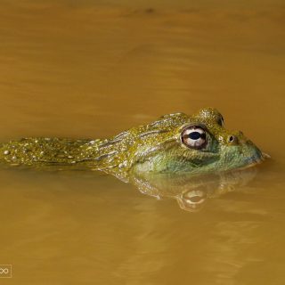 African Bullfrog