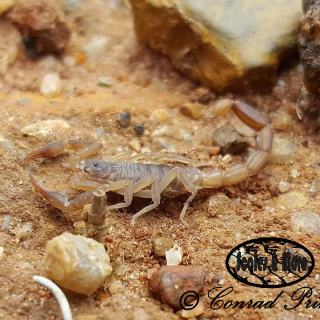 Plain Pygmy Thick-tail Scoprion