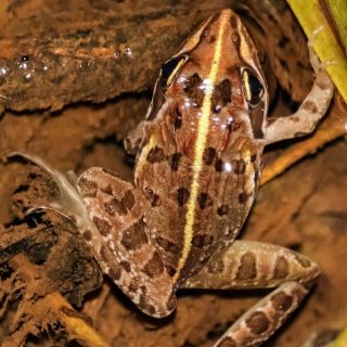 Common River Frog