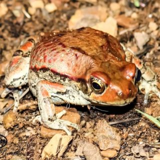 Red Toad