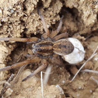 Wolf Spider - female with egg sack