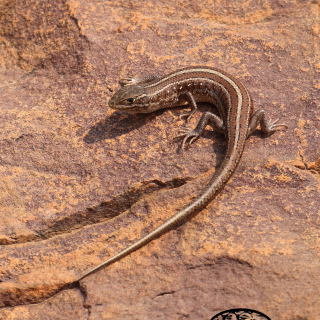 Cape Skink