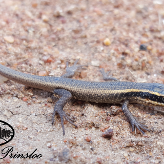 Spotted/Speckled Rock Skink