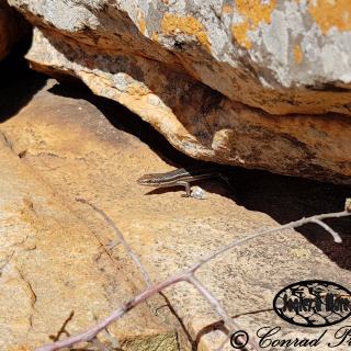 Variable Skink