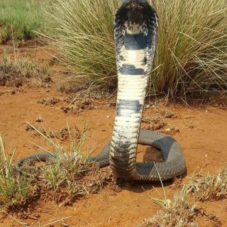 Adult Rinkhals rearing up