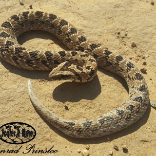 Night Adder (Bold V marking on top of the head)