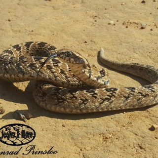 Night Adder (Partial flattening of the neck)