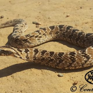 Night Adder (Partial flattening of the neck)