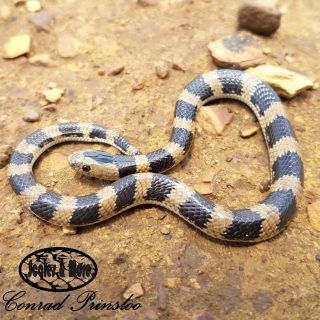 Juvenile Highveld Garter Snake