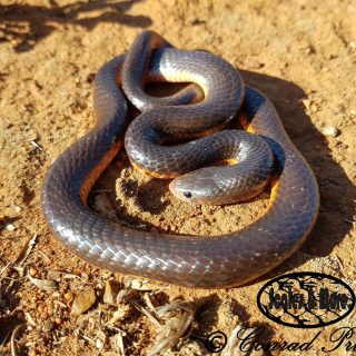 Adult Highveld Garter Snake