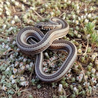 Juvenile Cross-marked Sand Snake